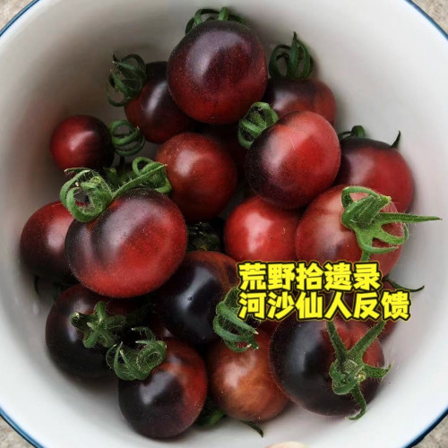 阳台种摩卡的樱桃矮人盆栽