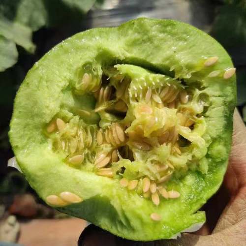 翡翠蜜，薄皮小甜瓜 园艺种植