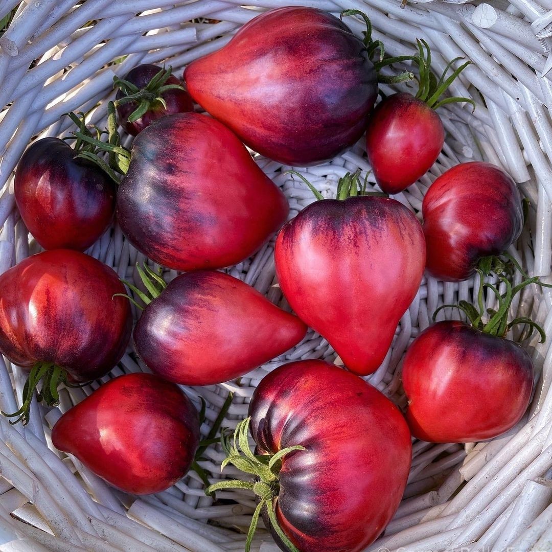 稀有花青素番茄帕斯卡中士种子5粒 盆栽庭院露台种植