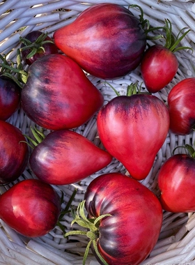 【强推】稀有花青素番茄帕斯卡中士种子5粒 盆栽庭院露台种植