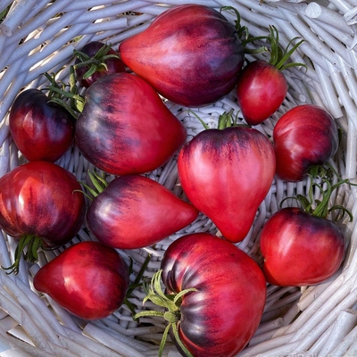 【强推】稀有花青素番茄帕斯卡中士种子5粒 盆栽庭院露台种植