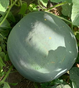 稀有美国传家宝范多伦星月甜西瓜种子5粒 可留种老品种