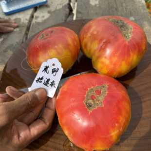 图克霍恩红黄3粒 传家宝双色番茄大果品种 庭院露台种植