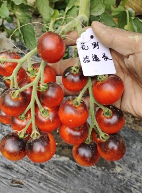 稀有花青素番茄种子华氏蓝调5粒新手推荐】荒野拾遗录39包邮