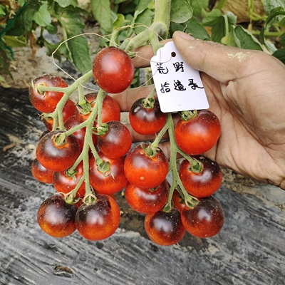 稀有花青素番茄种子华氏蓝调5粒新手推荐】荒野拾遗录29包邮