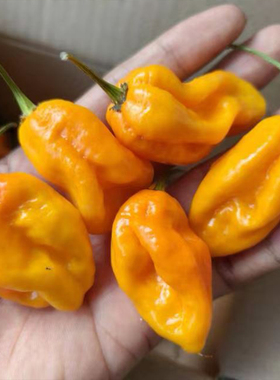 黄色特立尼达蝎子辣椒5粒 辛辣 带有果香
