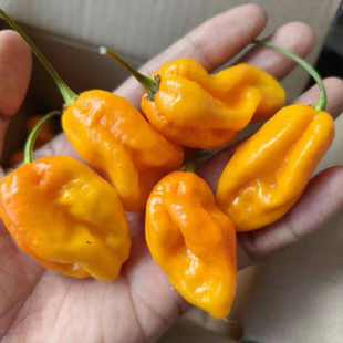 黄色特立尼达蝎子辣椒5粒 辛辣 带有果香