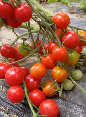 高级甜5粒（可能含橘黄色变种）（荒野拾遗录）满39包邮