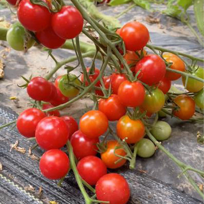 高级甜5粒（可能含橘黄色变种）（荒野拾遗录）满29包邮