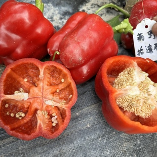 巨冠辣椒种子5粒适合家庭园艺小院种植满29包邮