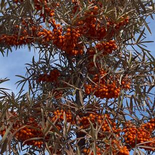 沙棘原种 优质沙棘种子，种出维C“小金库”易种植高产丰收