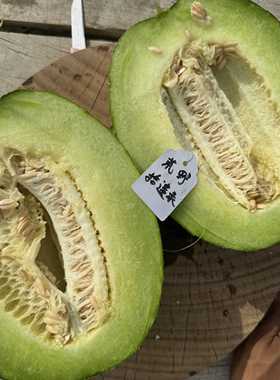 S-231 高抗实验品种 折光糖18% 软肉高糖