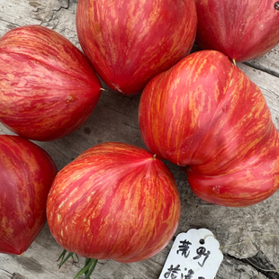 红龙 老番茄种子5粒 适合家庭园艺种植 传统种植可留种