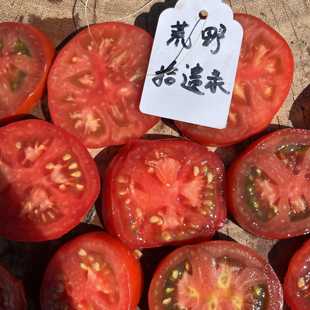 【矮化自培】赤绫 余震分离品种F4代，高度1.2米