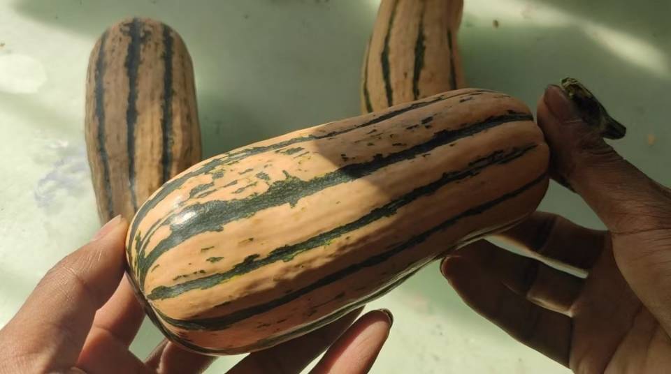 传家宝蜂蜜船南瓜种子5粒 甜坚果味儿 可食用蔬菜果庭院种植