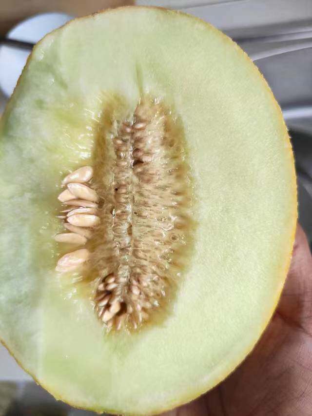 新疆传统蜜瓜吴明珠培育黄醉仙甜瓜10粒种子 露台家庭园艺种植