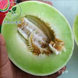 老品种白兰瓜10粒种子 园艺种植 家庭种植适合个人庭院种植