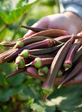 红色秋葵绿色秋葵种子20粒高产丰收易于管理脆嫩爽口 黏液丰富