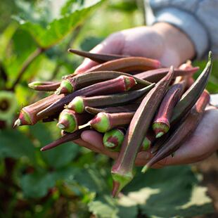 红色秋葵绿色秋葵种子20粒高产丰收易于管理脆嫩爽口 黏液丰富