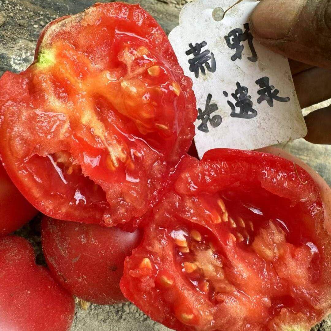 星辰番茄种子5粒 适合生吃 家庭园艺庭院种植 全店满39包邮