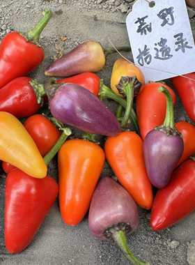多彩墨西哥 Jalapeno Multicolor 观赏食用辣椒盆栽