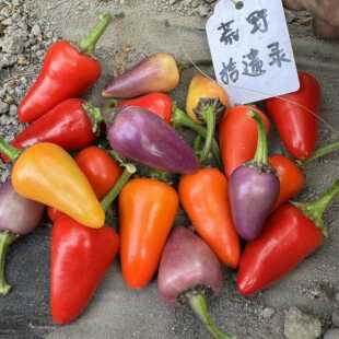 多彩墨西哥 Jalapeno Multicolor 观赏食用辣椒盆栽
