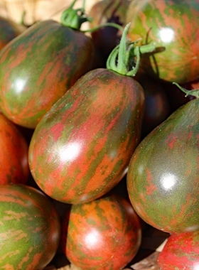 【矮化】航海钟 Dwarf Sea Bells矮化番茄适合小空间种植露台阳台