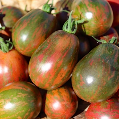 【矮化】航海钟 Dwarf Sea Bells矮化番茄适合小空间种植露台阳台