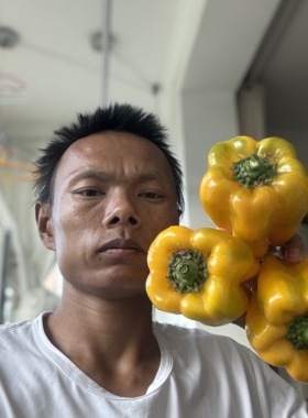 黄色怪兽巨型甜椒种子 家庭园艺种植