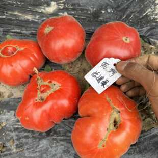 236杏ABRIKOS 立陶宛品种 稀有带毛番茄 大果品种