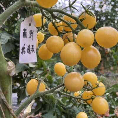 荒野拾遗录庭院种植夏天