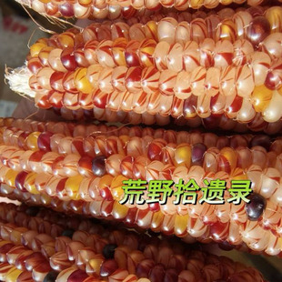伽玛射线玉米10粒(荒野拾遗录)满29包邮 露天种植