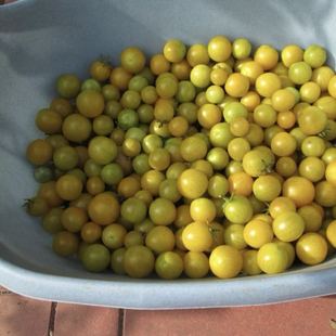 夜莺 种子3粒 果实甜无酸 适合家庭园艺种植 荒野拾遗录满29包邮