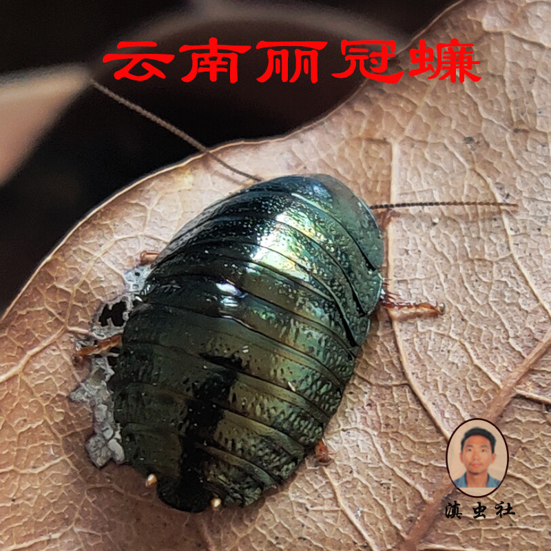 【滇虫社】特殊宠物蟑螂另类易养宠物桌面小宠物昆虫活体丽冠蠊