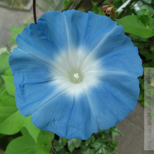 花生活盆栽易种爬藤牵牛花