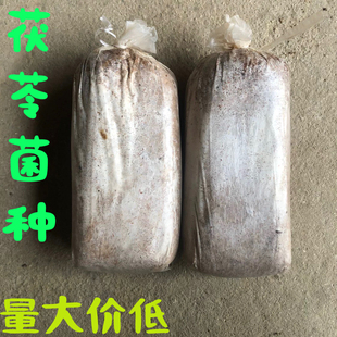 松茯苓菌种 包邮 25元 全国 量大从优 能买8袋菌种 茯苓菌种