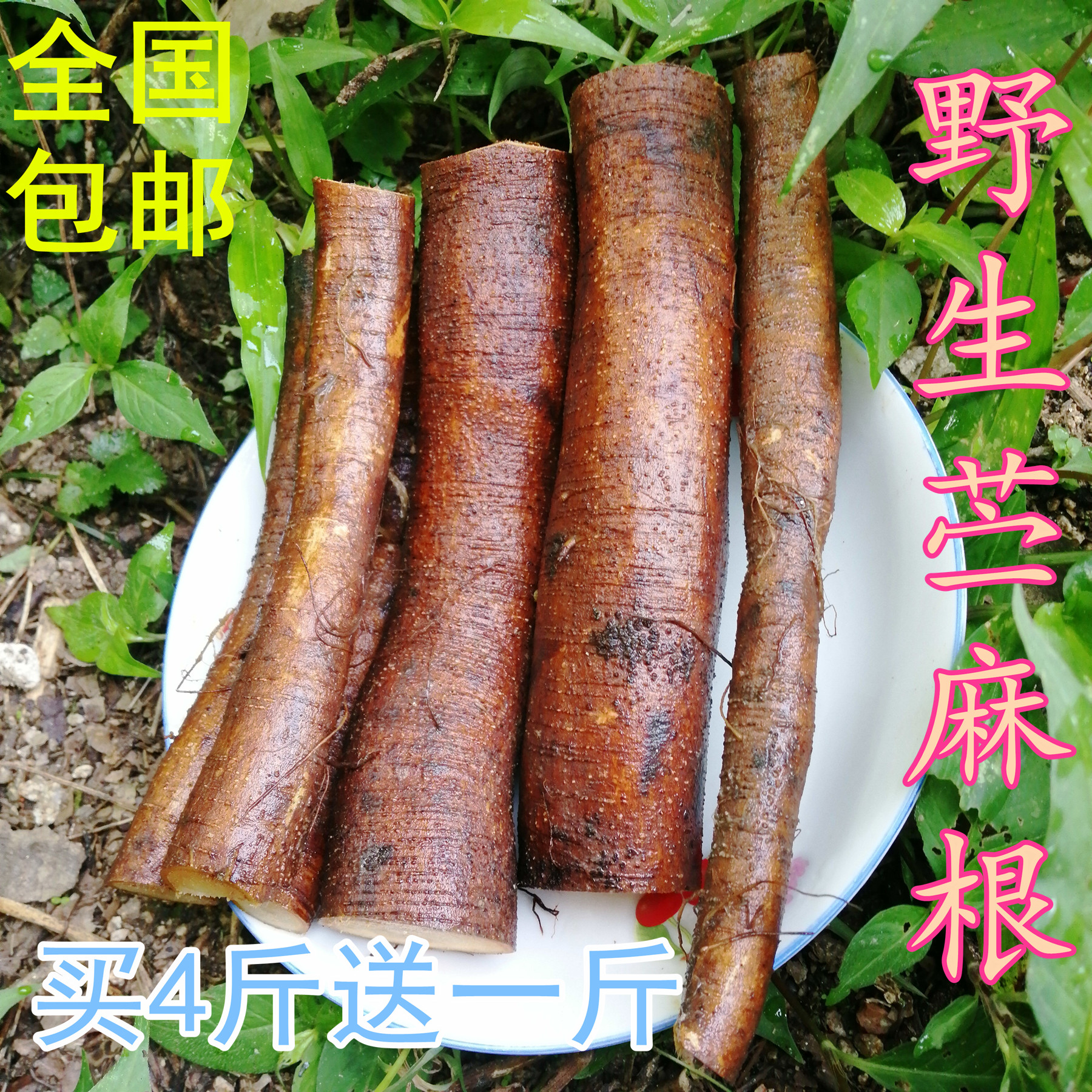 野生新鲜苎麻根，苧麻根苎麻头止血安胎中药材，500克包邮 传统滋补营养品 其他药食同源食品 原图主图