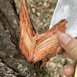 新鲜香椿树皮，香椿皮，现剥现卖拍一份就是1斤