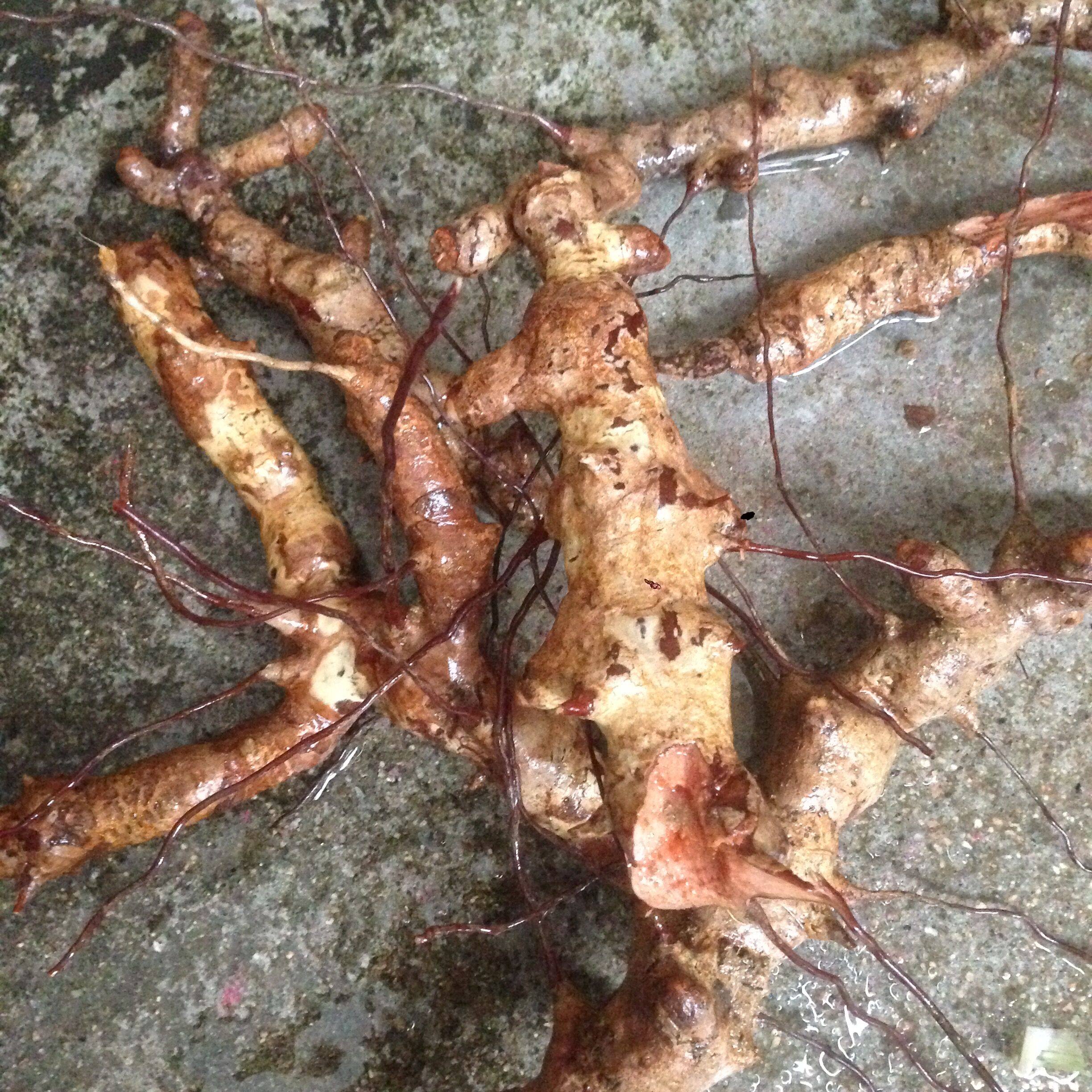 大别山新鲜金刚刺,金刚根现挖现卖1斤包邮