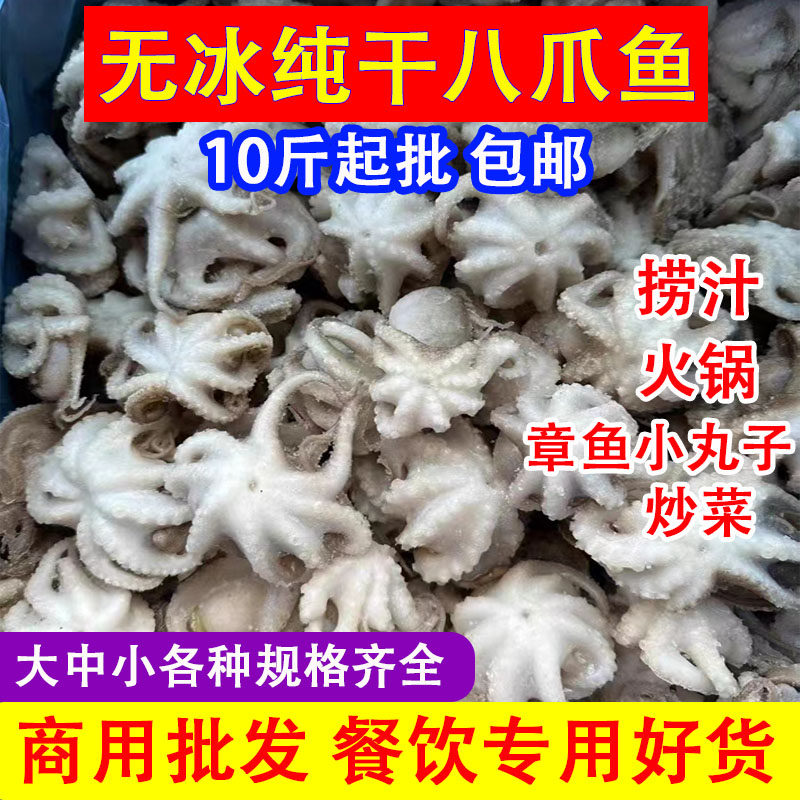 新鲜八爪鱼冷冻小八爪鱼小章鱼去内脏牙齿商用捞汁火锅食材海鲜