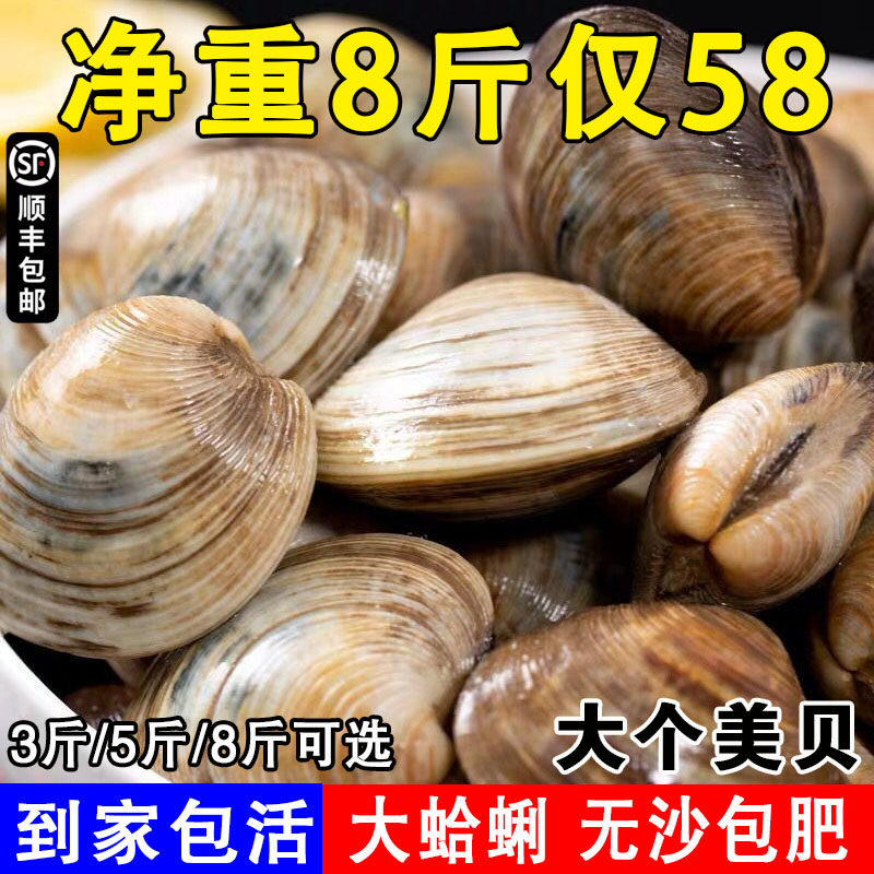 美贝鲜活黄蚬子野生无沙大蛤蜊花蛤文蛤花甲贝类海鲜5斤包活包邮