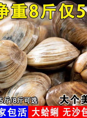 美贝大蛤蜊包活包肥美码头直发