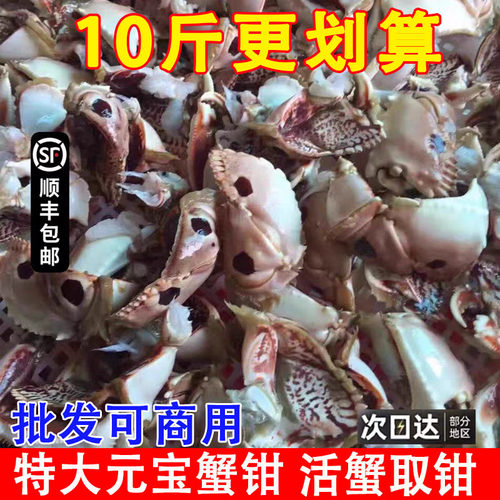 新鲜特大号元宝蟹钳顺丰