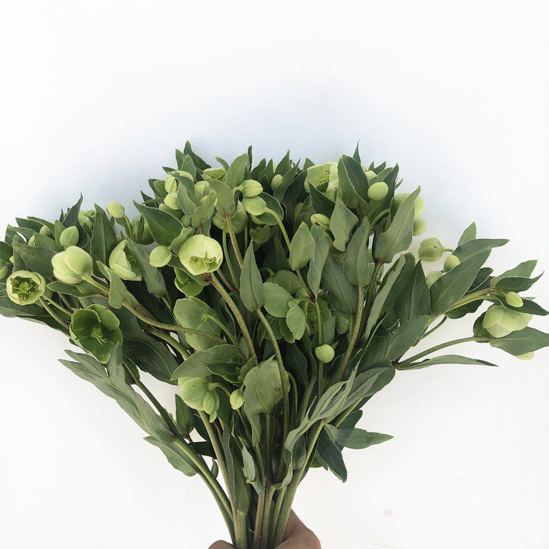 好养 绿兔葵鲜花 铁筷子花 耐养花期久 高端花卉家庭插花生日礼物