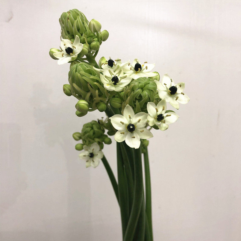 天鹅绒鲜花 优雅水培家庭插花耐养绽放灿烂 云南基地直发全国速递