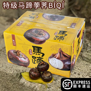 正宗马蹄大果特级荸荠桂林荔浦广西水果地栗当季新鲜蔬菜脆吉包邮