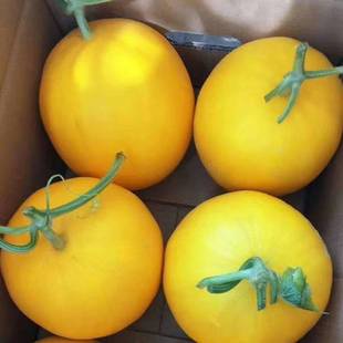 海南金美人蜜瓜金香玉黄金牛奶蜜瓜甜瓜小金蛋哈密阎良瓜水果腚