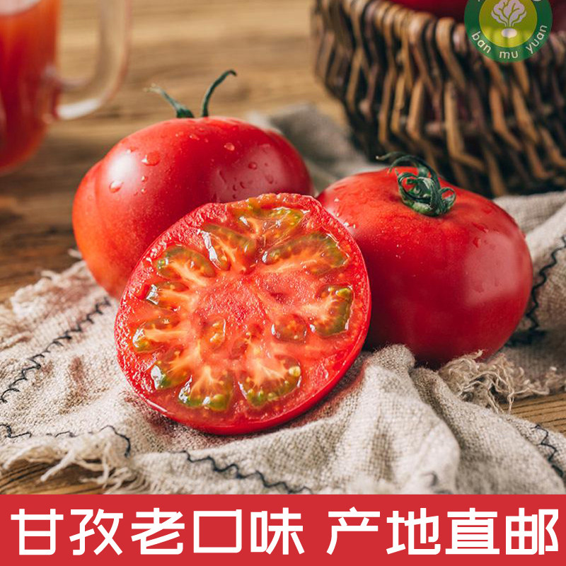 正宗甘孜普罗旺斯沙瓤西红柿