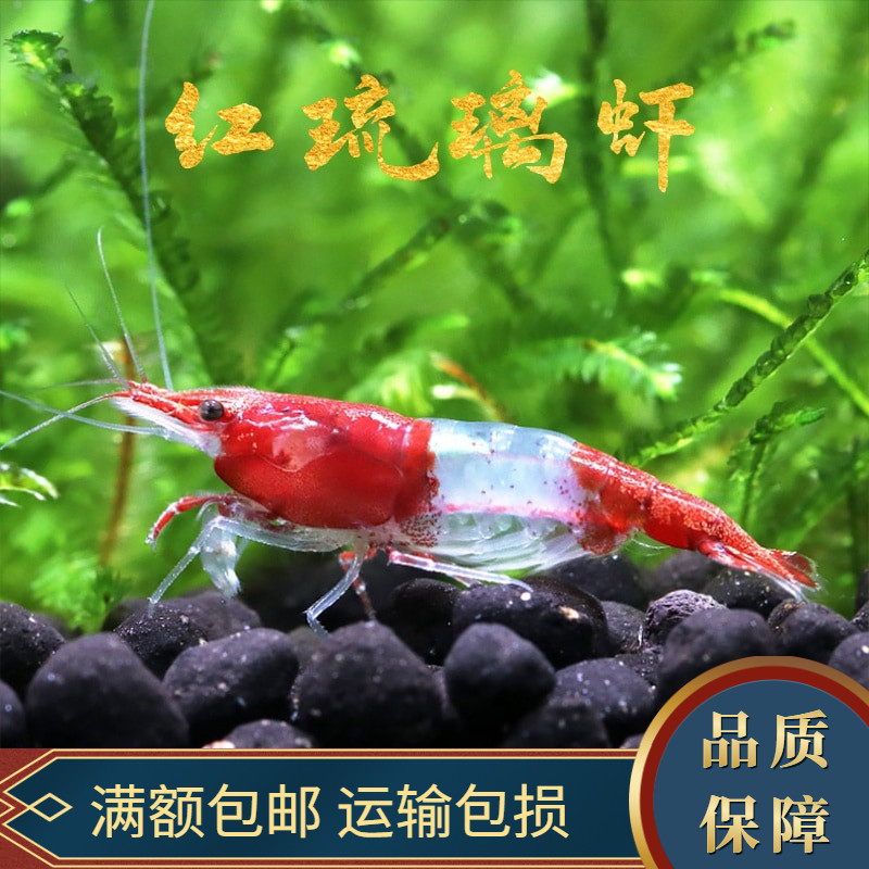 红琉璃虾观赏虾宠物虾除藻虾草缸活体造景鱼缸红琉璃虾七彩琉璃虾