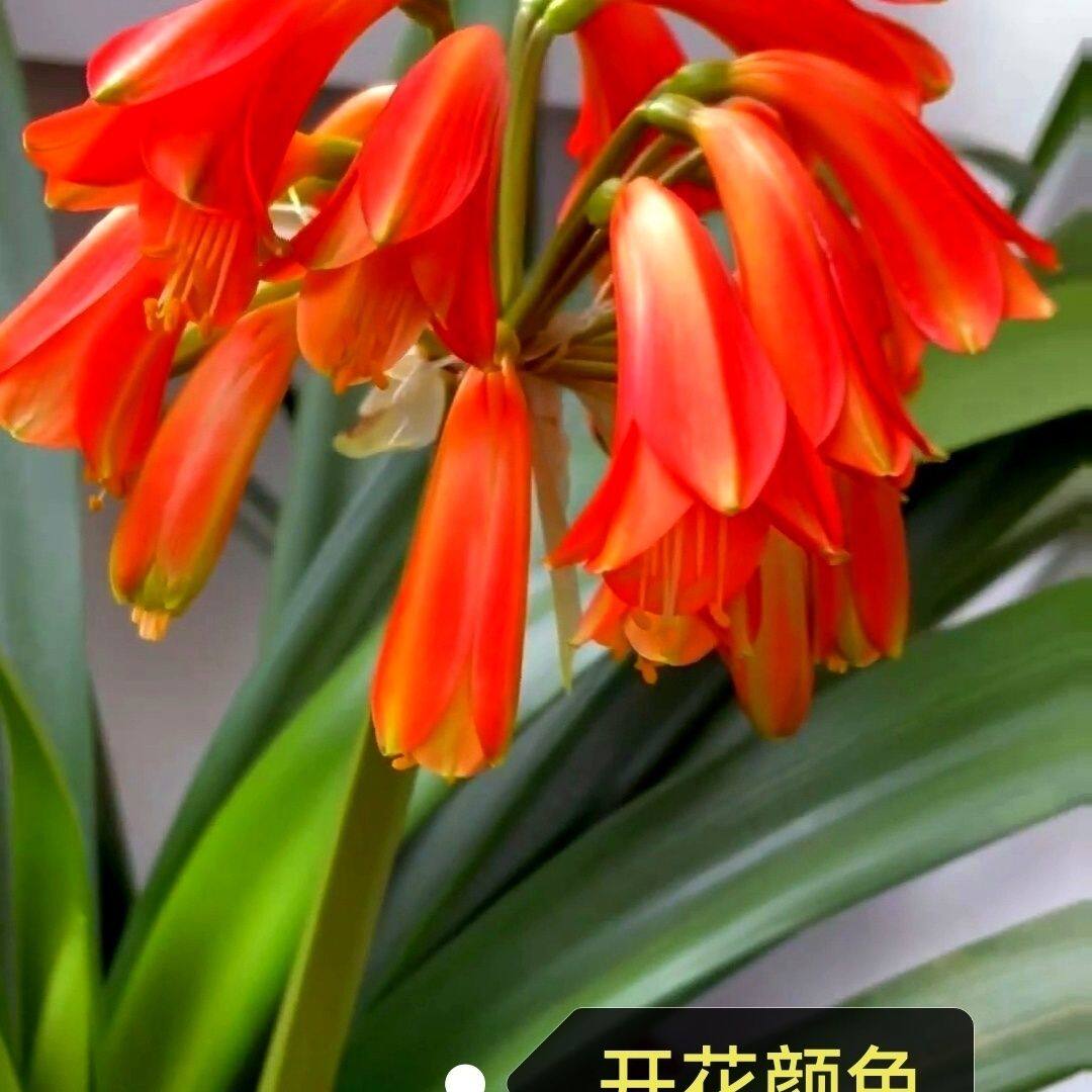 君子兰细叶窄叶长叶花苗立板尖头